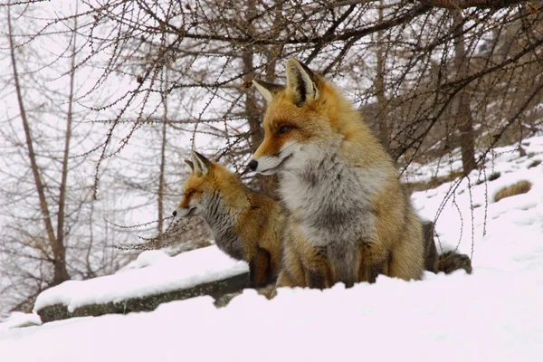 Foxes sitting in the snow — Stock Photo, Image