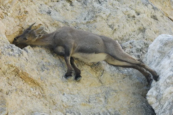 Bouquetin, Capra ibex, nainen — kuvapankkivalokuva