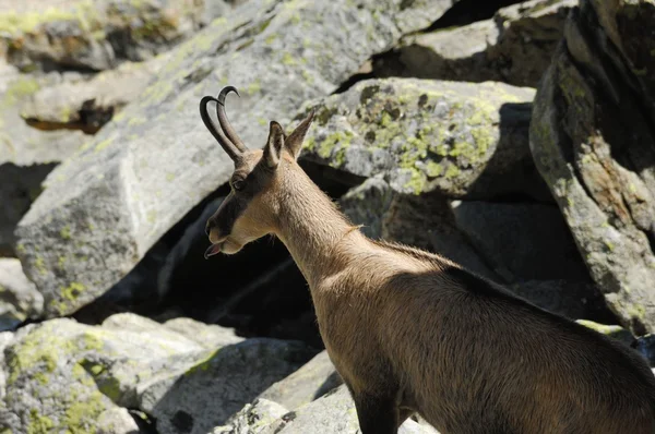 Chamois, Rupicapra rupicapra,