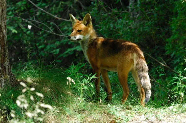 Red fox — Stock Photo, Image