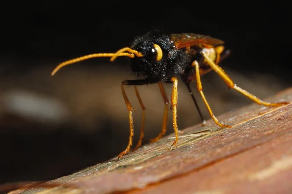 Sirex gigas, Hymenoptera, vespa parasitária — Fotografia de Stock