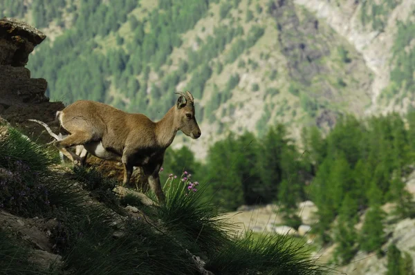 bouquetin, capra ibex, erkek