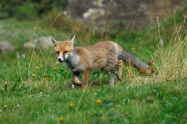 Fox, jaro, red fox, — Stock fotografie