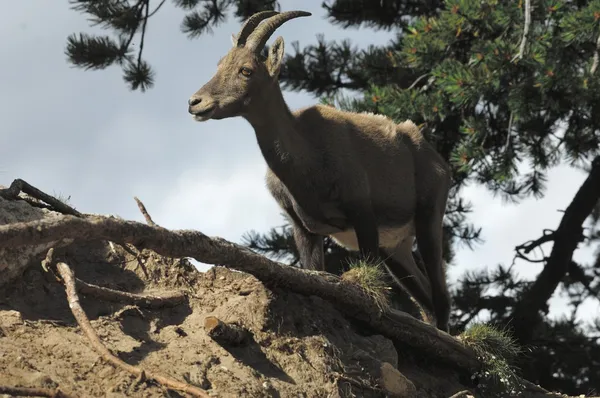 Bouquetin, Capra ibex, hembra —  Fotos de Stock