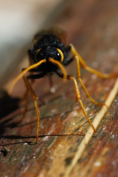 sirex gigas, hymenoptera, parazitik eşek arısı