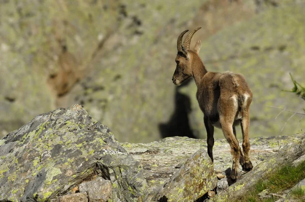 Bouquetin, Capra ibex, самка — стоковое фото