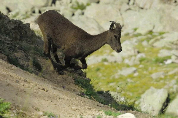 Bouquetin, Capra ibex, самка — стоковое фото