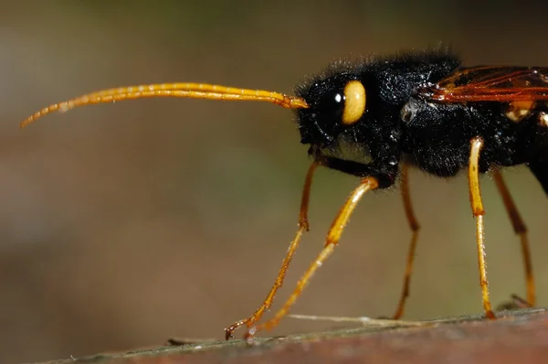 Sirex gigas, Hymenoptera, parasitic wasp — Stock Photo, Image