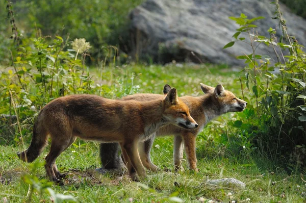 Fox, jaro, red fox, — Stock fotografie