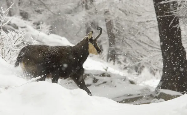 Chamois, rupicapra rupicapra, kar, kar, kış, buz, soğuk,