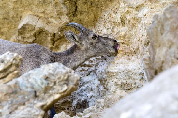 Bouquetin, capra ibex, kobieta — Zdjęcie stockowe