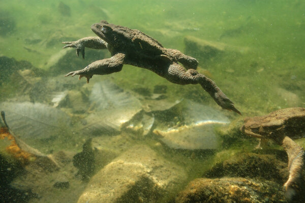 Bufo bufo, common toad, swim, underwater, Sant'Agostino lake, Piemonte, Italy, water, lake, pond,