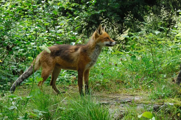 Volpe, Vulpes volpes, tilki, İtalya, Gran Paradiso Milli Parkı, hiçbir insan