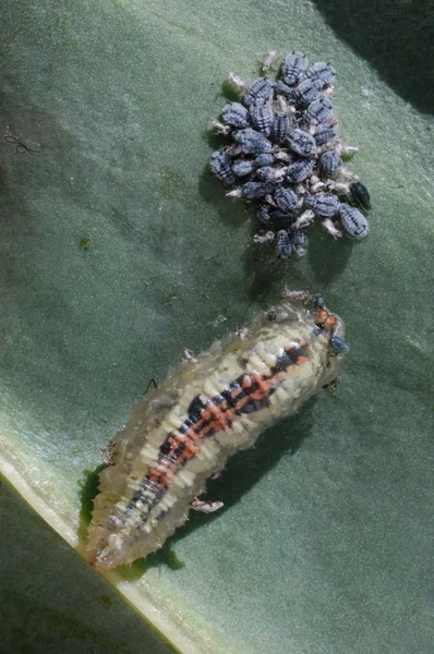 hoverfly larva, yaprak bitleri