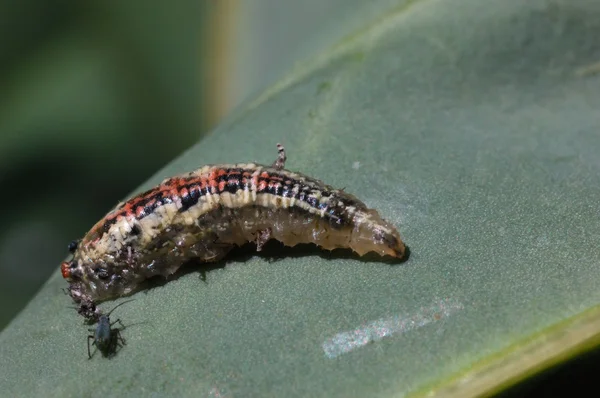 hoverfly larva, yaprak bitleri
