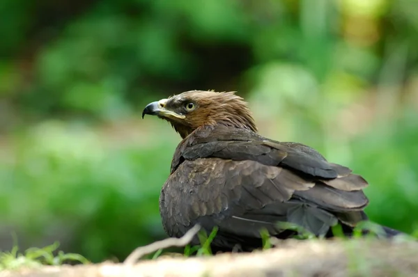 Milvus migrans, siyah uçurtma, kuş, Yırtıcı Kuş,