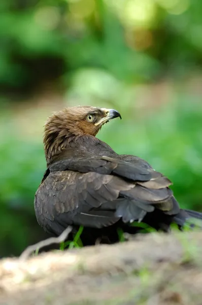 Milvus migrans, Schwarzmilan, Vogel, Greifvogel, — Stockfoto