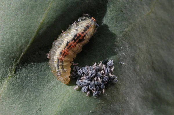 hoverfly larva