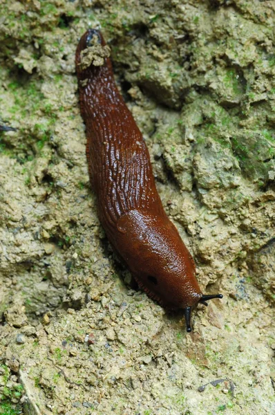 sülük, yumuşakçalar, gastropoda,