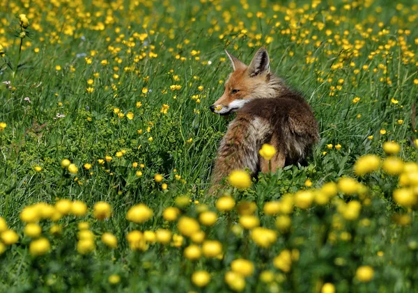 Fox, Kızıl, Kızıl Tilki, vulpes vulpes,