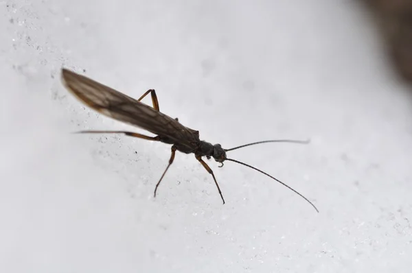 Inseto na neve, inseto, perla, plecoptera, neve, gelo, frio, montanha, Parque Nacional Gran Paradiso, Cogne, Valle d 'Aosta, Itália — Fotografia de Stock