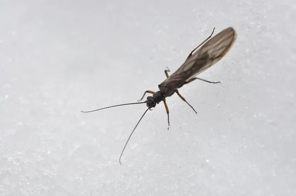 Inseto na neve, inseto, perla, plecoptera, neve, gelo, frio, montanha, Parque Nacional Gran Paradiso, Cogne, Valle d 'Aosta, Itália — Fotografia de Stock