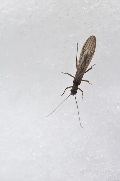 Insect on snow, insect, perla, plecoptera, snow, ice, cold, mountain, Gran Paradiso National Park, Cogne, Valle d'Aosta,  Italy — Stock Photo, Image