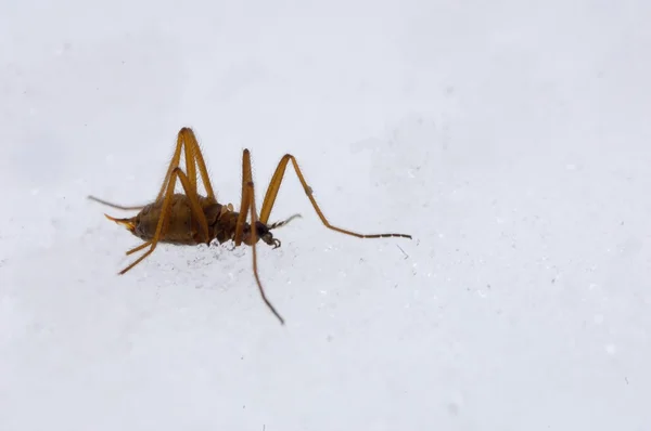 Chionea lutescens en la nieve , Imagen de stock