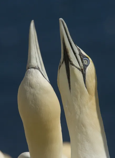 sula bassana, morus bassanus, corteggiamento, pelicaniformi, uccelli, scogliera, bas kaya, edimburgo, regno unito, europa, gran bretagna, uccaelli adulti marini