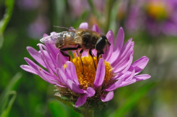 hoverfly çiçek,