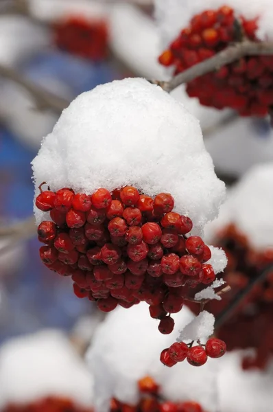 Shrub, winter, snow, sorbo selvatico, sorbo degli uccellatori, Sorbus aucuparia, arbusti, piante,plant, neve, inverno, snow, winter , Gran Paradiso National Park, — Stock Photo, Image