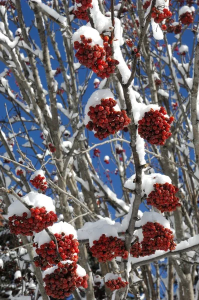 Shrub, winter, snow, sorbo selvatico, sorbo degli uccellatori, Sorbus aucuparia, arbusti, piante,plant, neve, inverno, snow, winter , Gran Paradiso National Park, — Stock Photo, Image