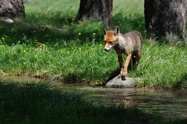 Ræv, rød, rød ræv, vulpes vulpes , - Stock-foto