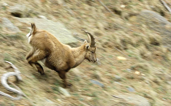 Capra ibex, cogne, gran paradiso Milli Parkı, dağ, koşmak, valnontey