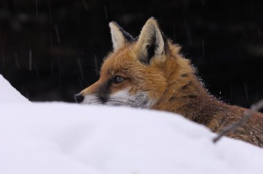 Vulpes vulpes, Köpekgiller, cogne, tilki,