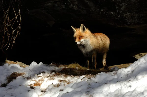 Red fox, sníh, zima — Stock fotografie