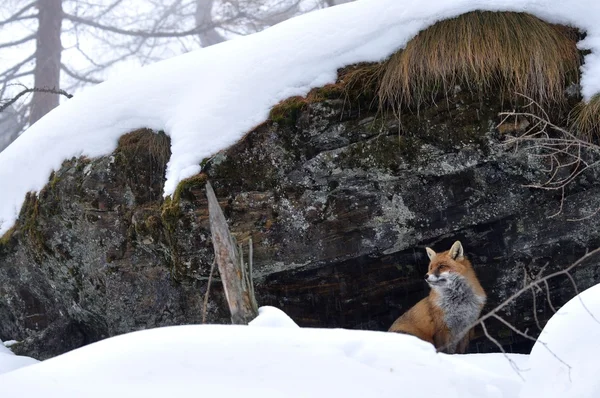 Renard roux, neige, hiver — Photo