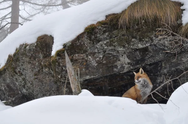 Zorro rojo, nieve, invierno — Foto de Stock