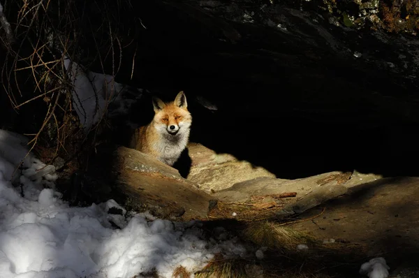 Zorro rojo, nieve, invierno — Foto de Stock