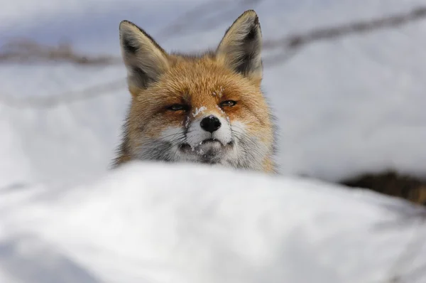 红狐狸、 雪的冬天 — 图库照片