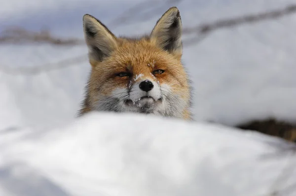 Zorro rojo, nieve, invierno — Foto de Stock