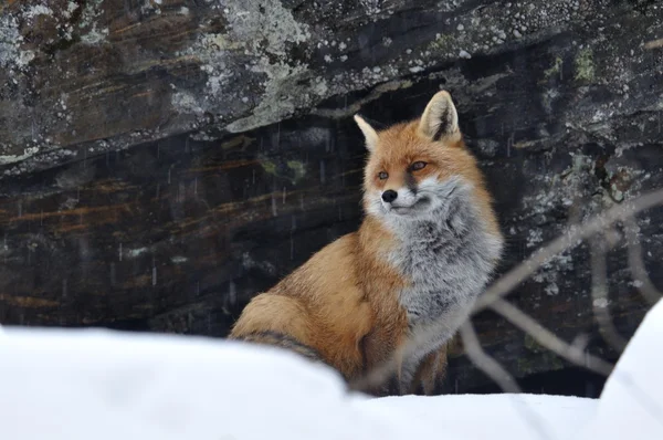 Red fox, sníh, zima — Stock fotografie