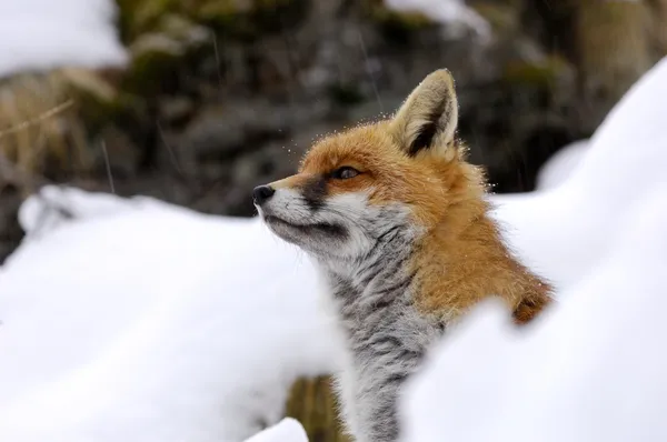 Zorro rojo, nieve, invierno —  Fotos de Stock