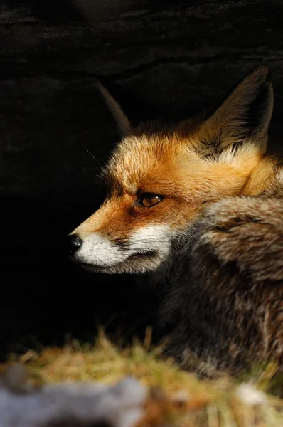 Red fox, sníh, zima — Stock fotografie