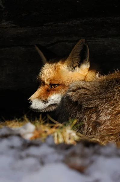 Renard roux, neige, hiver — Photo