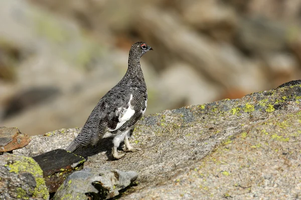 Lagopus mutus