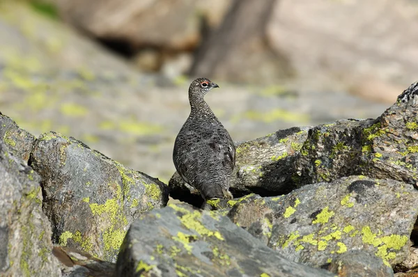 Lagopus mutus