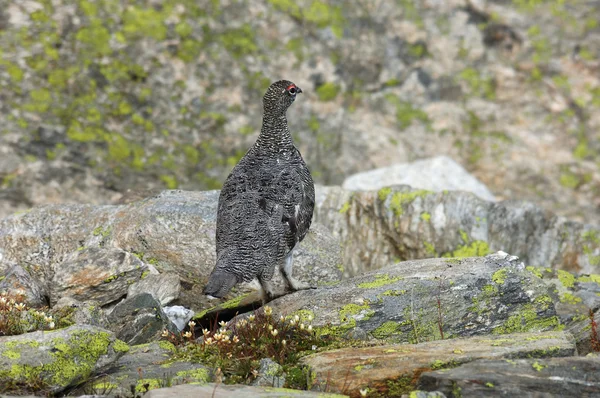 Lagopus mutus