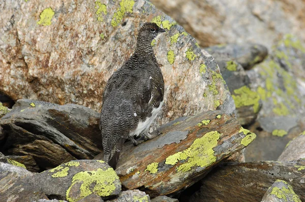 Lagopus mutus