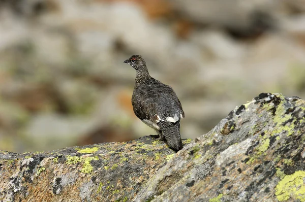 Lagopus mutus
